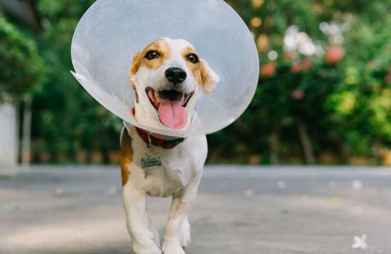 Some cancers are common in male dogs who haven’t been neutered