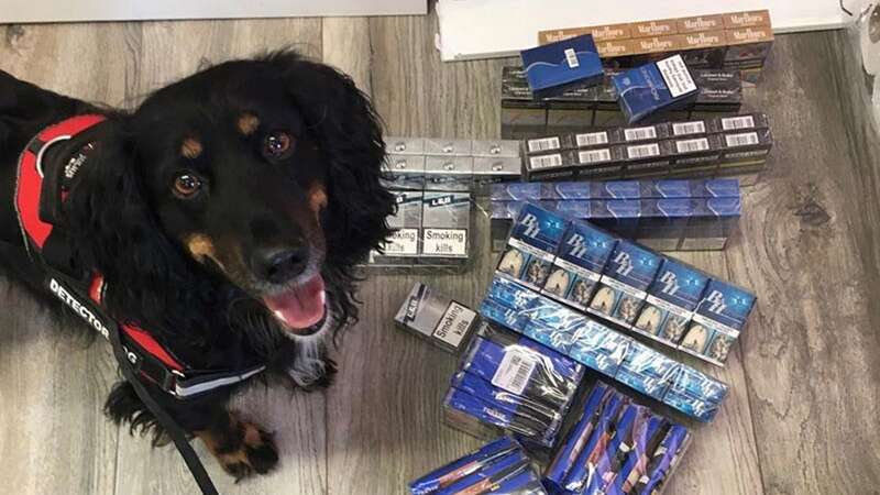 Watchdog: tobacco detection cocker spaniel Mostyn