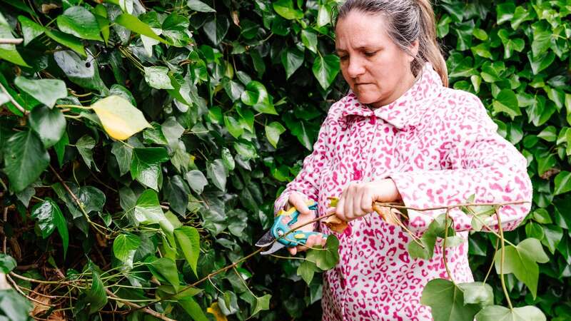 Ivy can be persistent and very difficult to remove (stock photo) (Image: Getty Images/Cavan Images RF)