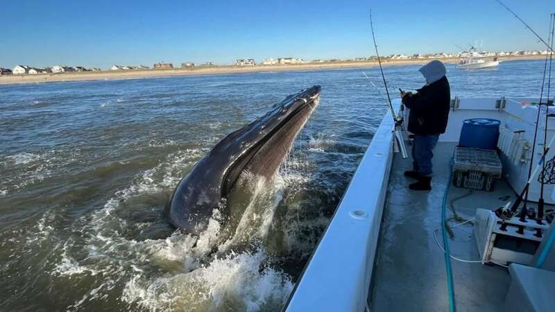 Heart-pounding moment fishing boat gets rocked by huge whale emerging from deep