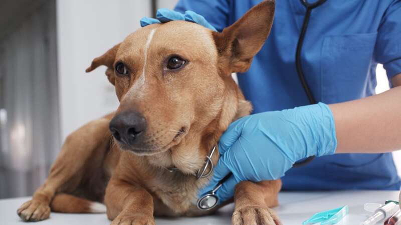 Researchers have discovered the cause of a mystery illness affecting dogs, but more studies are necessary to figure out treatments (Image: Getty Images/iStockphoto)