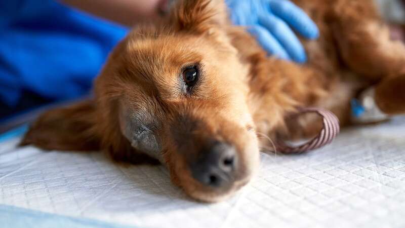 The disease has spread round at least 10 states so far - and likely more (Image: Getty Images)