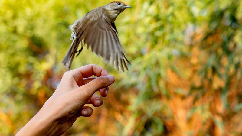 Mirror reporter Nada tries to free a trapped Black Cap (Image: Adam Gerrard / Daily Mirror)