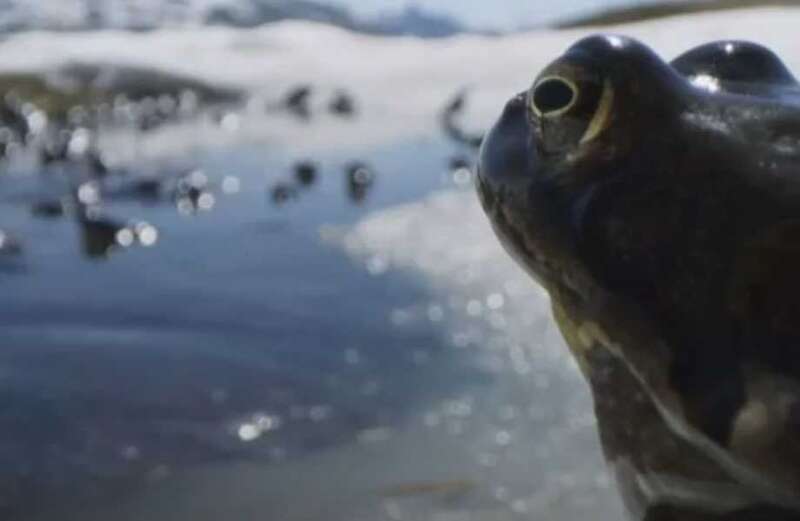 Two frogs got up close and personal on the show