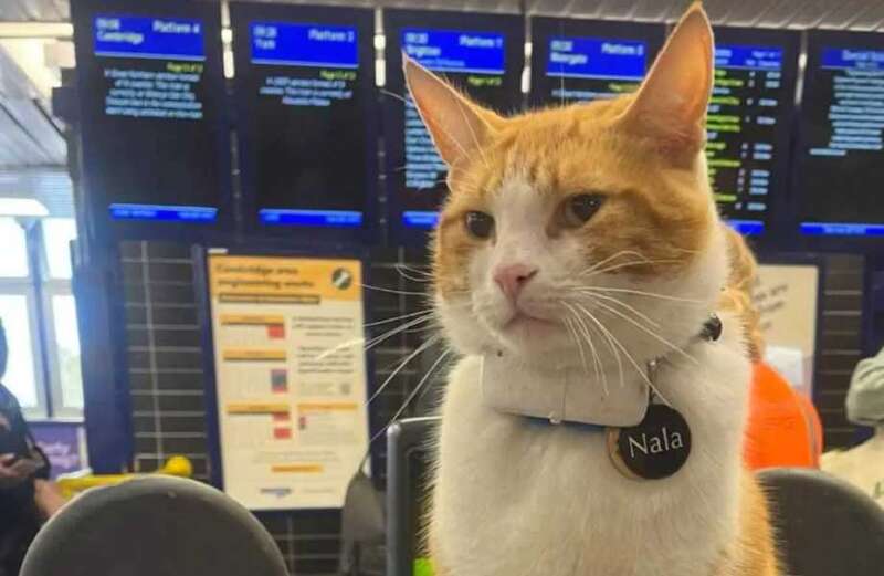 Nala has since returned to her spot at the ­station