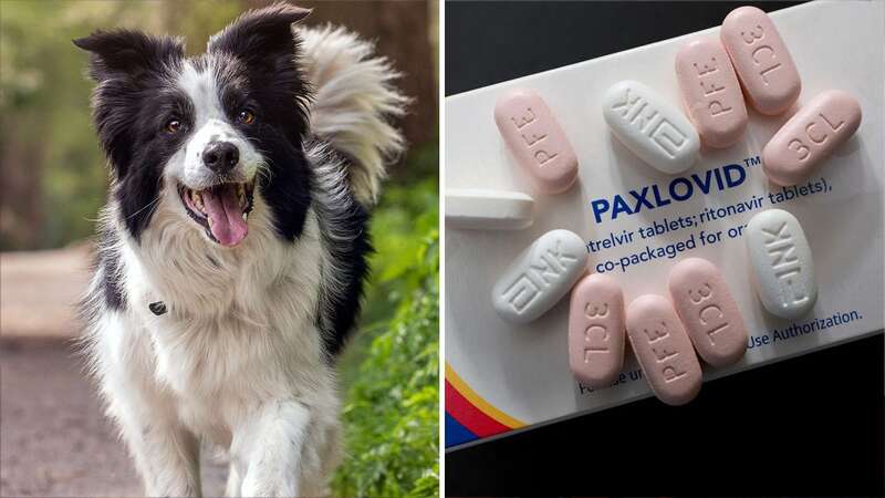 Dogs have been coming down with the mysterious illness (Image: Getty Images)