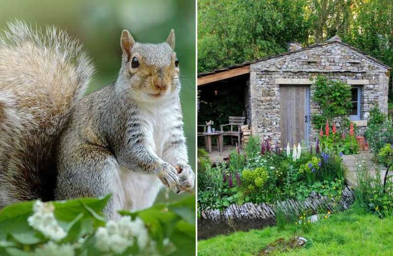 Despite winter having started, squirrels are still causing havoc in gardens across the country.