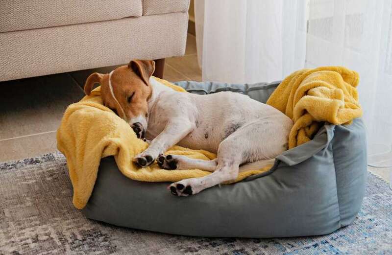 13 Best dog beds UK tried and tested