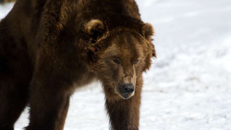 Some bears are struggling to hibernate due to above-average temperatures