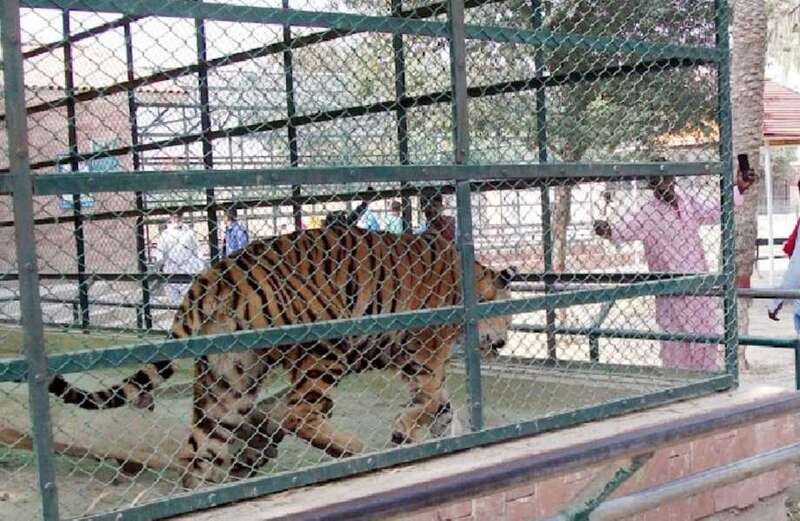 The victim appeared to have been eaten alive after leaping into the pen without being spotted by keepers