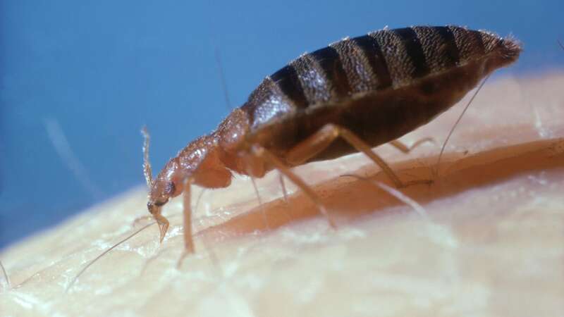 The infestation in Athens was invented (Image: Getty Images)