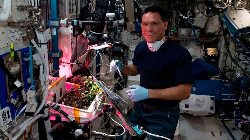 NASA astronaut Frank Rubio checks tomato plants inside the International Space Station (Image: Koichi Wakata/Japan Aerospace Exploration Agency/NASA)