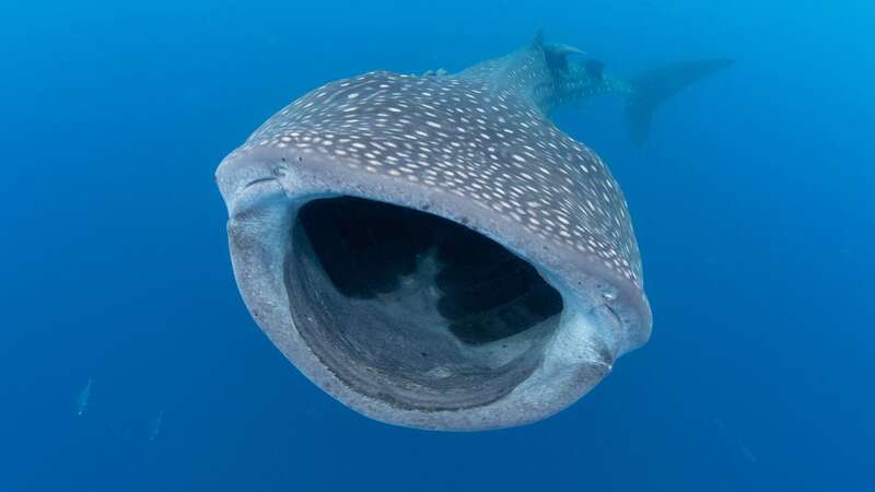 A megamouth shark (not pictured) was found on the shore of The Philippines (Image: Getty Images)