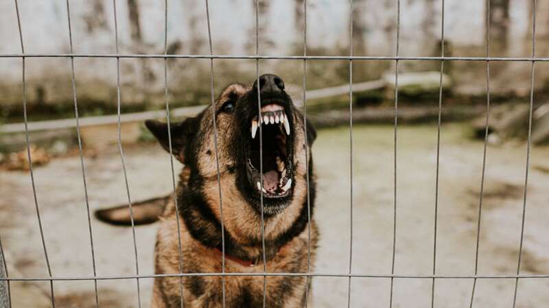 The dogs escaped after finding a hole into the neighbour