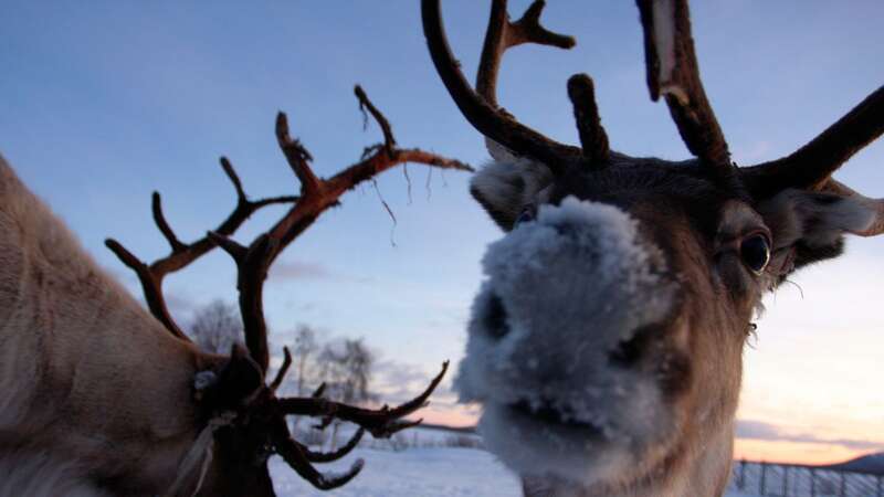 Reindeer have special night vision that helps them track down food (stock image) (Image: Getty Images)