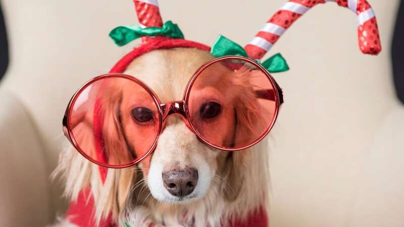 Check your festive fabrics before dressing your dogs (stock image) (Image: Getty Images)