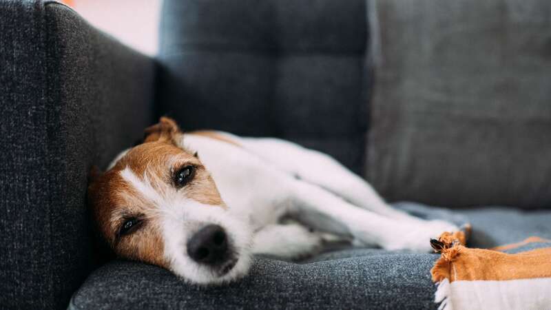 Extreme lethargy is one of the signs to look out for (stock image) (Image: Getty)