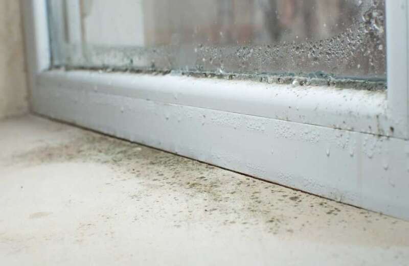 An expert also warned homeowners not to apply a common household product people frequently use to eradicate mould