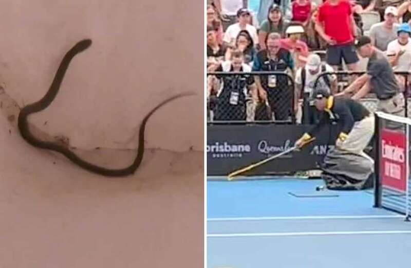 Qualifying match was temporarily halted as the extremely venomous Eastern Brown Snake was chased around by officials