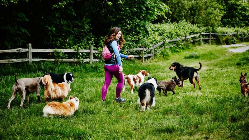 Laughing female dog walker walking with group of dogs through field at dog park (Image: Getty Images)