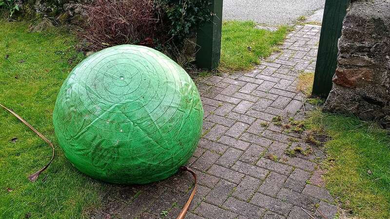 The giant green sprout was first seen in Lynn Williams