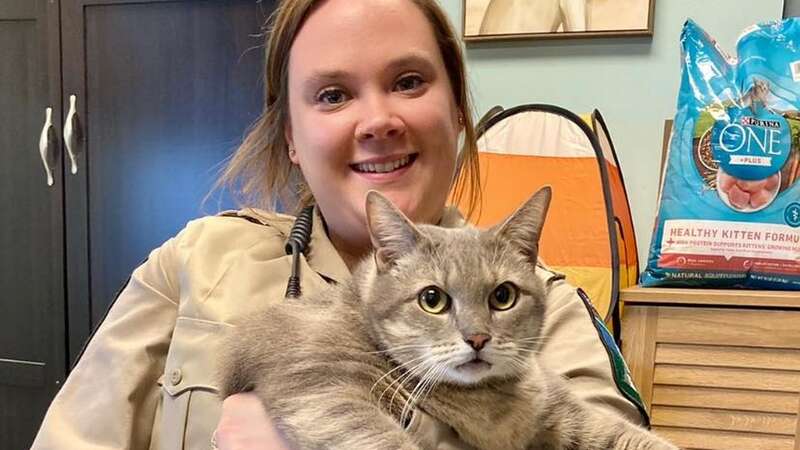 The obese cat was wandering the streets of Virginia (Image: Richmond Animal Care and Control)