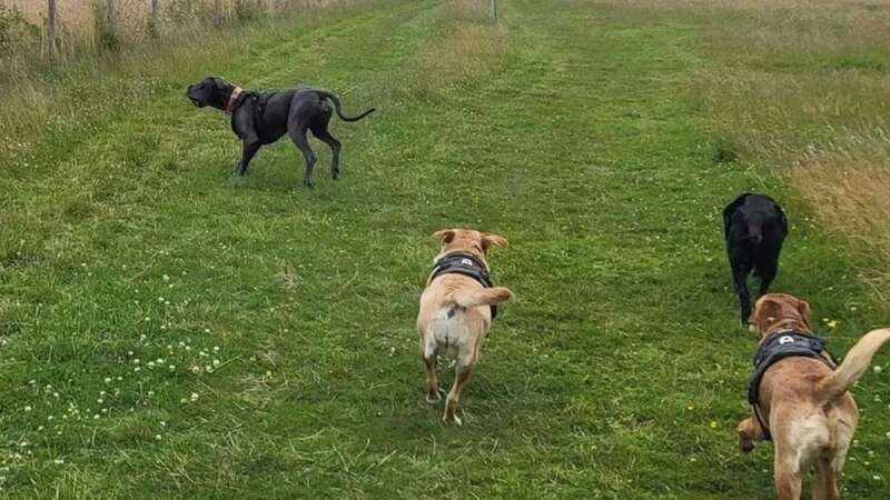 Dogs can run around on the private land in South Kilworth (Image: Leicester Mercury)