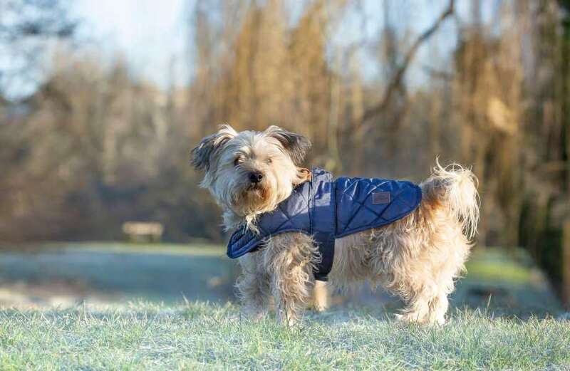 How to make sure your pups are safe in the icy temperatures