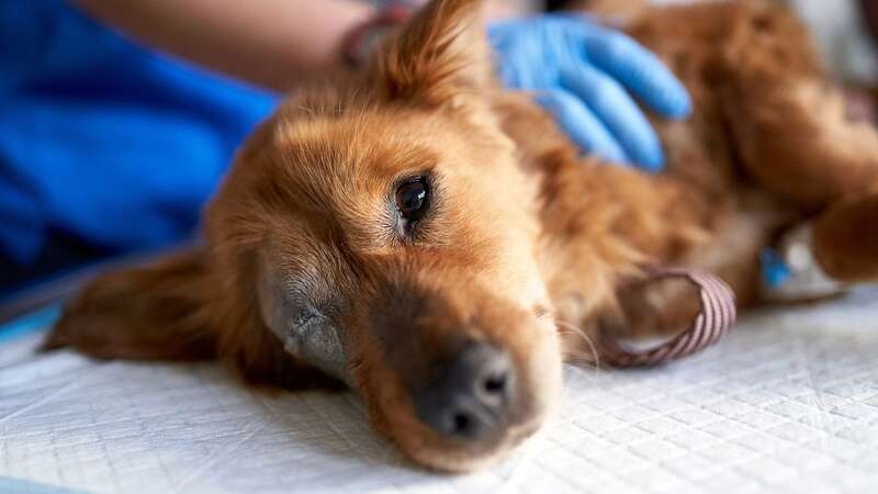 Many foods recommended as healthy alternatives to fatty snacks can actually be deadly for dogs (Image: Getty Images)