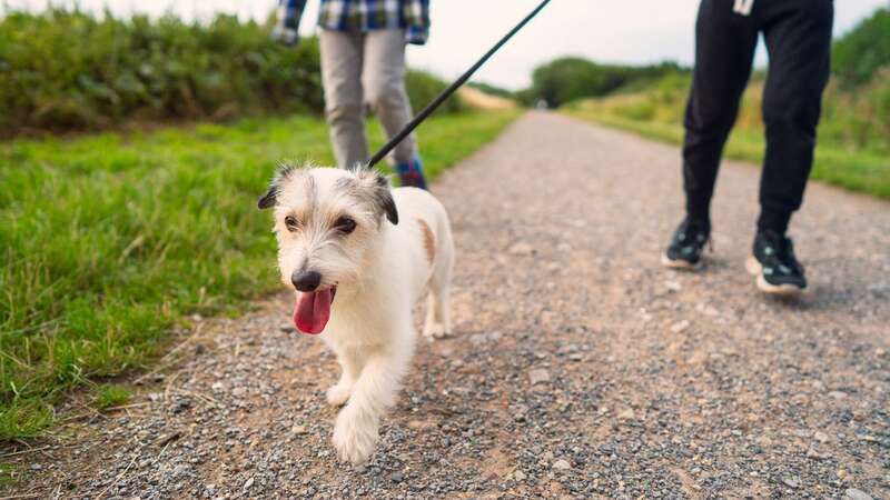 Smaller dogs are more likely to have experienced ocular, cardiac and respiratory issues (Image: Getty Images)