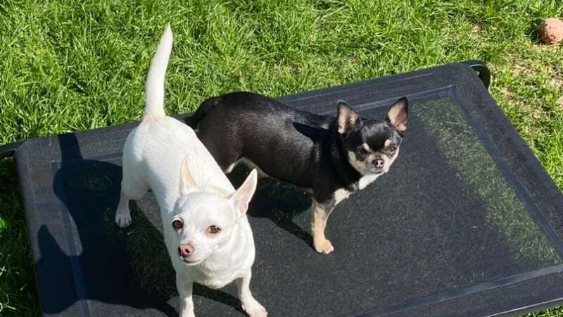 Dannii, left, and Kylie, went everywhere together (Image: Steve Hobbs)