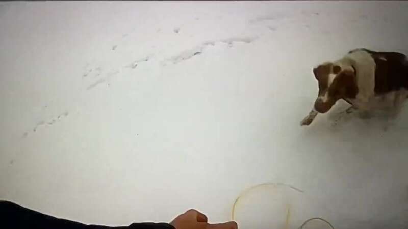 Hero dog pulls owner to safety after falling through ice on famous lake