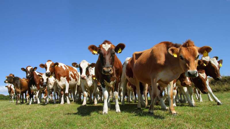 Cows star at the centre of the riddle (Image: Getty Images)