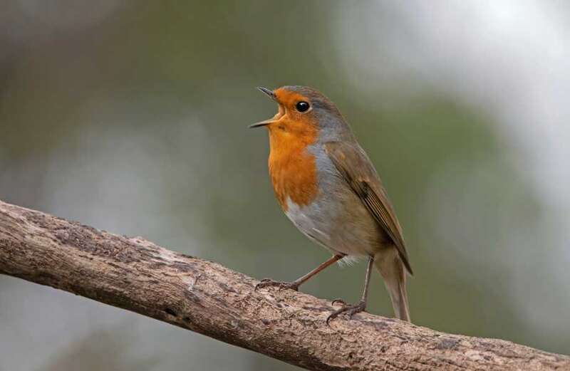 Find out how you can help nature by taking part in this fun event