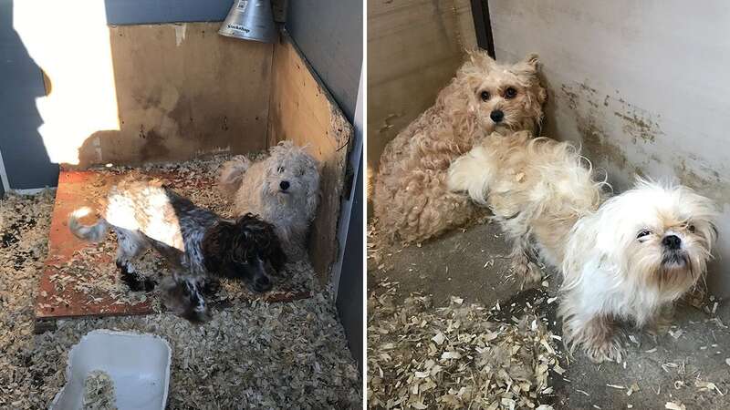 One of the puppies that were recovered during an RSPCA raid (Image: RSPCA / SWNS)