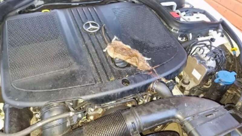 A dead rat under the bonnet of a car in the Northbridge development (Image: Glasgow Live)