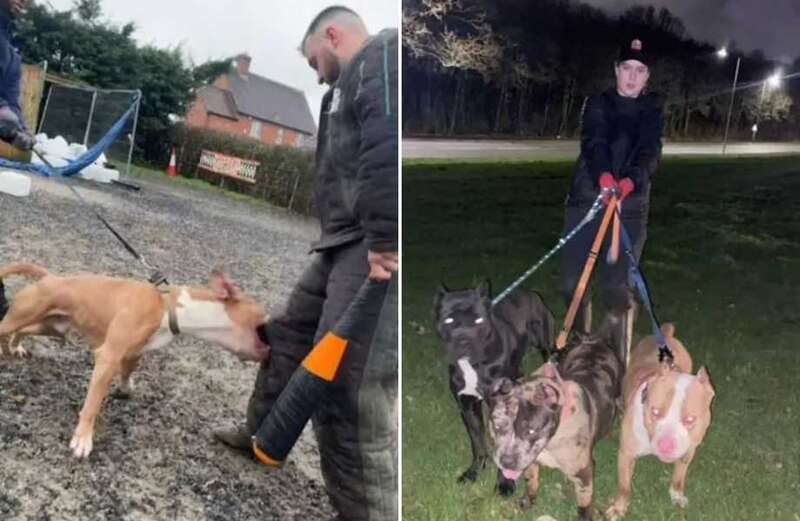 Thugs running backyard breeders boasted about feeding their dogs muscle-building drugs