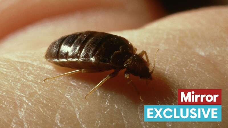 UK bed bug infestation as major government building treated