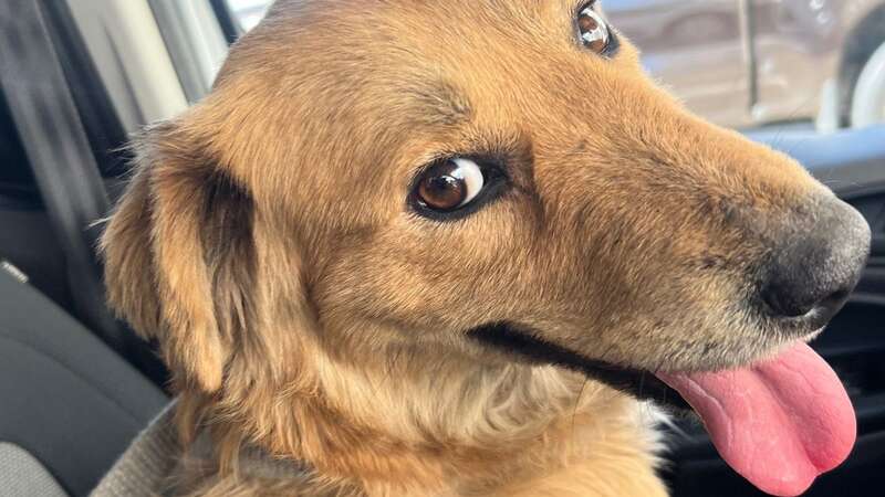 At the Port of Houston, Coast Guard officer Ryan McMahon discovered a trapped dog (Image: U.S. Coast Guard Heartland/Facebook)