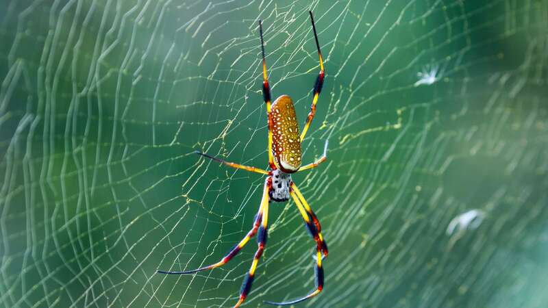 Grace encountered the terrifying spiders (Image: Getty Images)