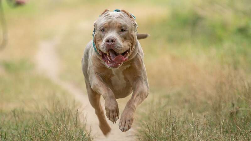 XL bullies are now banned in England and Wales - unless you are exempt (Image: Getty Images)