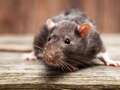 Best way to deter rats from garden is 'non toxic' and 'stops them from entering' qhiddzihxidedprw