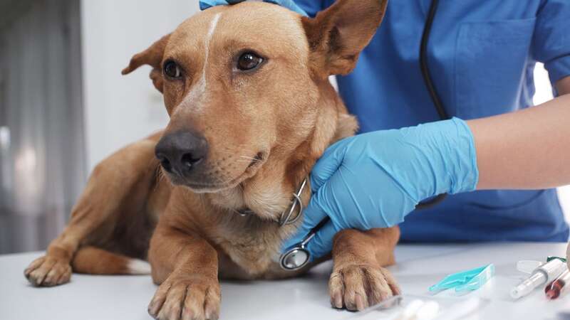 Pet owners can now compare veterinary prices with new price comparison tool (Image: Getty Images/iStockphoto)