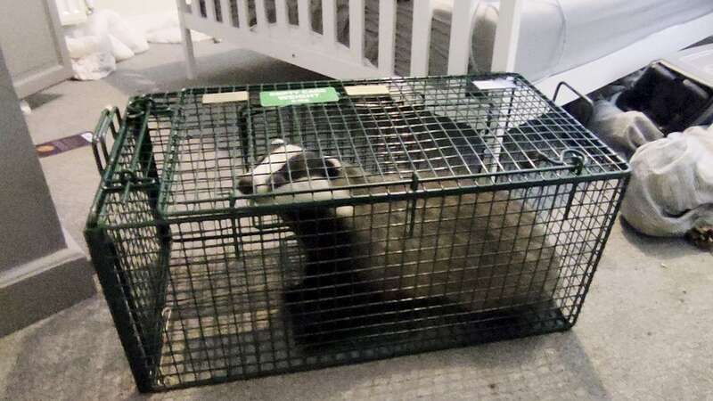 She was eventually caught after chewing through doors to get around (Image: Badger Trust Isle of Wight/ SWNS)