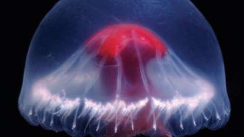 The jellyfish has a red stomach resembling the Cross of St George when seen from above (Image: DHUGAL JOHN LINDSAY/JAMSTEC)