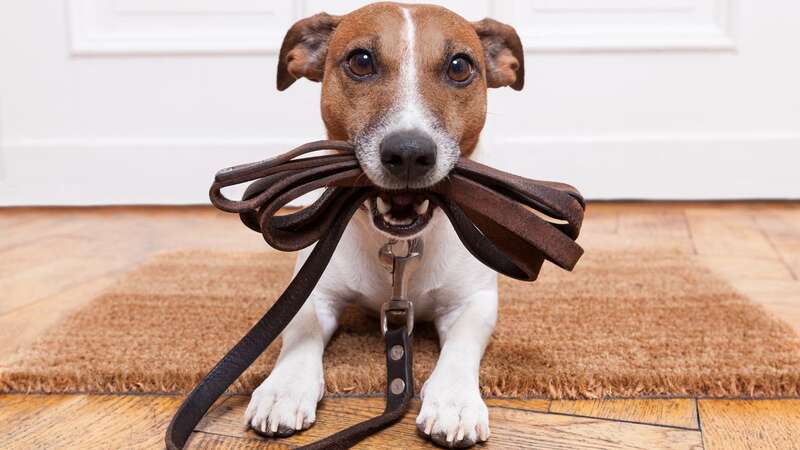 How do animals know their owners are ready to go for a walk or are thinking of feeding them (Image: Getty Images/iStockphoto)