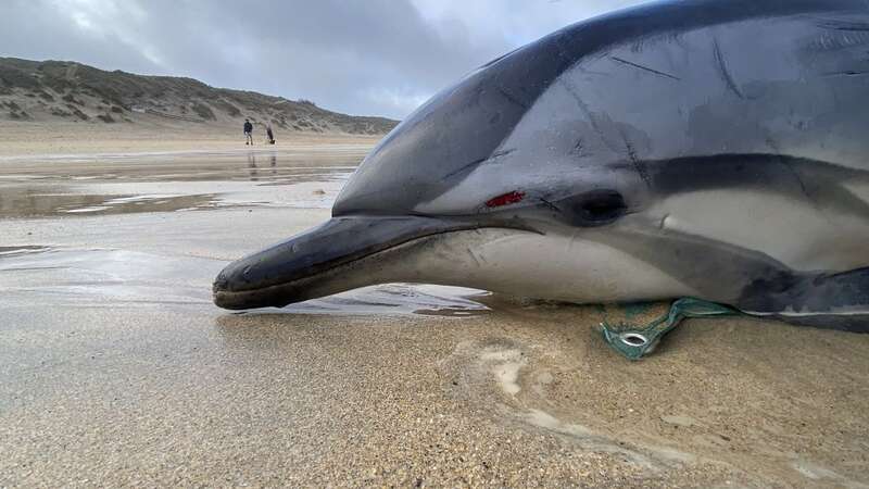 The dolphin did not survive (Image: Dan Jarvis / BDMLR / SWNS)