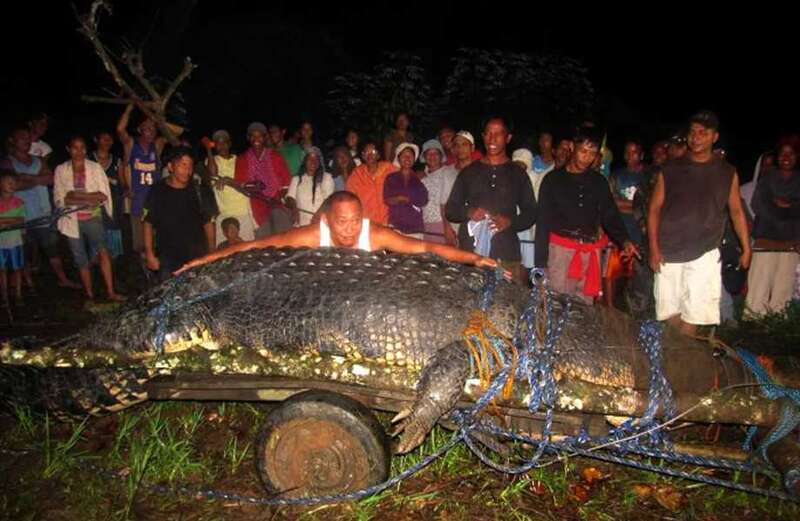 Watch our video of the incredible moment Lolong was captured