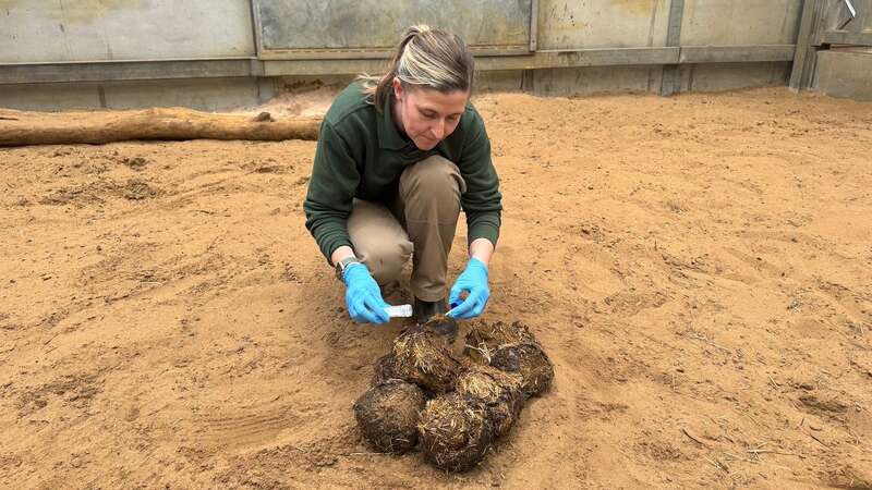 Zookeepers at Blackpool Zoo collecting a sample of an Asian elephant