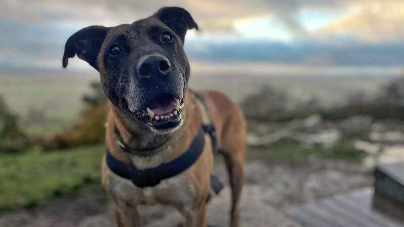 German Shepherd cross Mason spent over 1,800 days in kennels (Image: Shropshire Canine / SWNS)